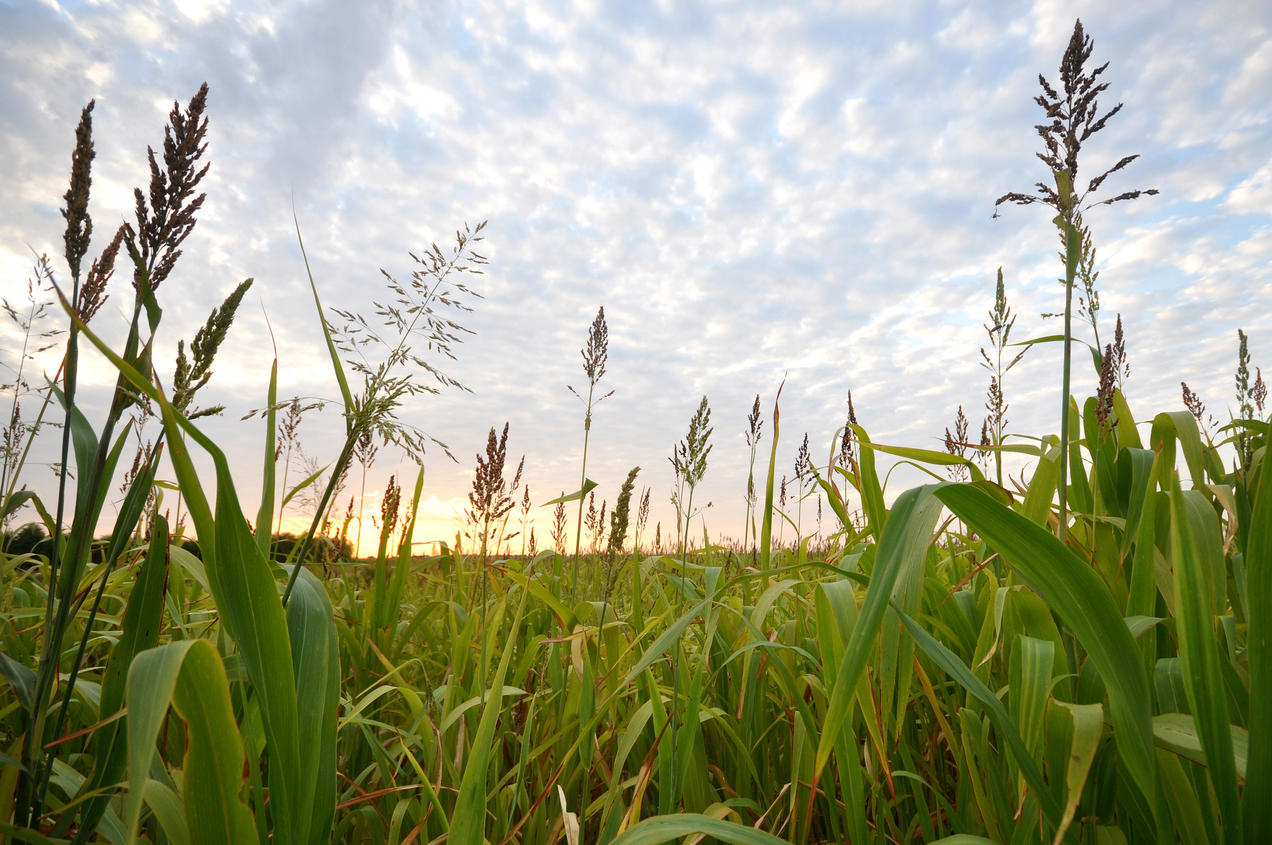 Aides pour l’industrie agroalimentaire
